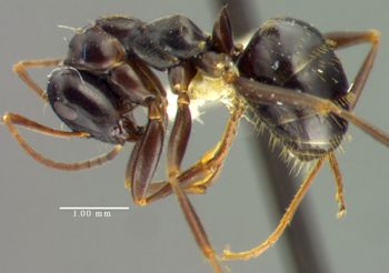 Media type: image; Entomology 21734   Aspect: habitus lateral view